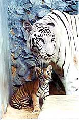 White tigress 'Gaytari' of the Alipore zoo in Kolkata with her newborn normal coloured cub on Tuesday.