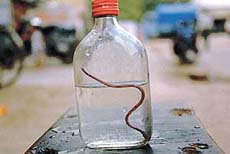 An eight-inch-long snake was what a resident of Labour Colony in Jawahar Nagar, Ludhiana, received with the supply of water on Tuesday.