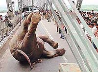 A crane attempts to remove a dead elephant