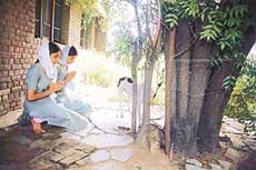 Students of Government Senior Secondary School, Bharat Nagar, worship a berry tree on the school campus in Ludhiana.