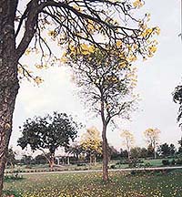 Chandigarh has about 60 varieties of trees planted on its roadsides and in green belts  Photo: Karam Singh