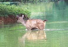 A rambling sambar, which escaped from its enclosure, captured by camera while crossing a lake within the Chhat Bir Zoo.