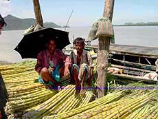 Sugarcane being sold on the banks of the Brahmaputra river.