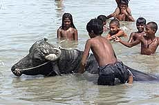 Children wash a buffalo in a pool of water 