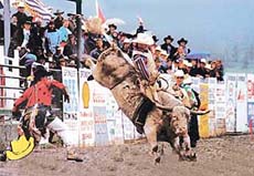 One of the most entertaining events of the rodeo is the Bull Riding event.
