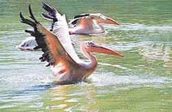 A pair of pelicans enjoy a cool break at the Chhat Bir zoo on a sultry Sunday afternoon.