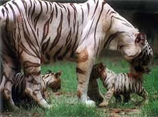 White tigress.