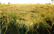 Flattened paddy for kilometres at Chabbal road, Amritsar after yesterday's rain.