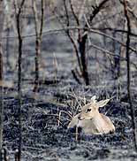 A young Duiker lies in the remains of the huge area of the Kruger National Park that was destroyed by fire over the past two days.