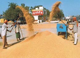 Migrant labourers prepare paddy for sale at the Khanna grain market.