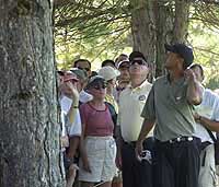 Tiger Woods (R) looks up into a tree for his ball at the Canadian Open in Montreal