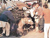 pix Pankaj Sharma