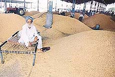 Mr Ratan Singh of Ladhian Khurd is one of the thousands of farmers in the region who are forced to wait for their paddy crop to dry.