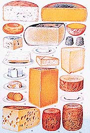 It is the bacteria which give every cheese its distinctive taste
