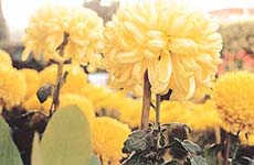 Protect chrysanthemums from insect attacks