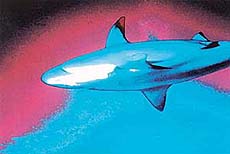 Shark Weekend: Ultimate predators