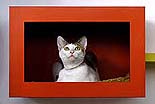 Will you adopt me? This two-year-old cat seems to say inside a box hanging on the wall at the Society for the Prevention of Cruelty to Animals (SPCA) centre in Hong Kong on Friday.