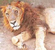 An injured lion rests in lion safari of the Mahindra Chaudhary Zoological Park, Chhat Bir.