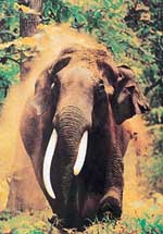 One of the prize-winning photographs at the Sanctuary Asia-ABN Amro Bank Wildlife Awards 2001 ceremony