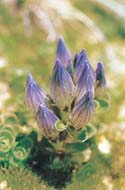 Neelkamal a rare Himalayan flower