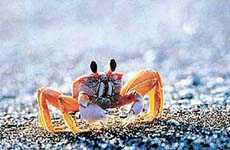 Discover the rare sea life of the Gulf region.