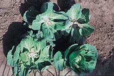 Do not leave cabbage stubs behind when you harvest cabbage