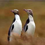 Yellow-eyed penguins