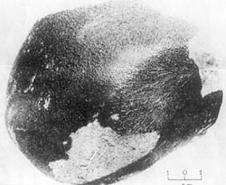 Rock from Mars found in India