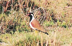 Red-wattled lapwing