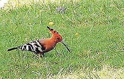Common hoopoe