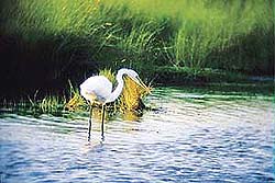 Egret