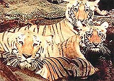 A tiger trio
