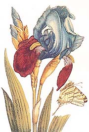 Flower Study by Maria Sibylla Merian, end of 17th century.
