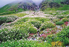 The Garden of Indra in Paradise.