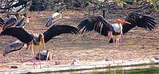 Our feathered friends in fine fettle
