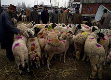 Kashmiri men busy buying goats