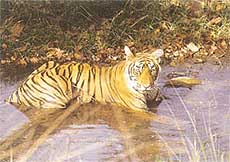 Tiger relaxing in cool waters, Ranthambore National Park.
