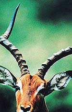Horns over Africa: The great survivors