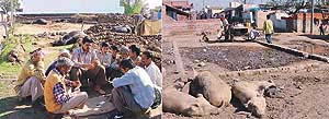 Plague scare on wane at Kansal village (right) conditions for the spread of diseases in Janta Colony, Naya Gaon.