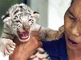 A two-week old white tiger cub plants his claw on a veterinarian nurse