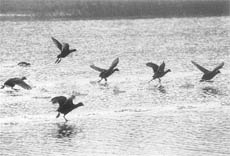 Walk on Water