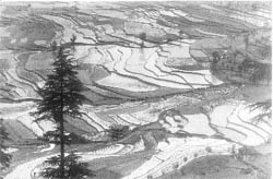 Contour Farming