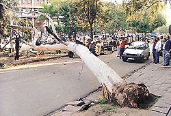 A view of the eucalyptus tree which fell upon a moving Maruti car in the Chandigarhs Sector 17 commercial area. 