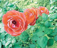 Roses in full bloom attract visitors at the Rose Garden in Ludhiana