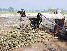 Sugarcane is crushed in small mills run on electricity  