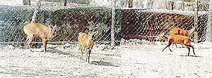 Barking deers arrive at Tiger Safari.