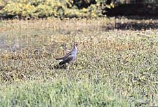 A purple swamphen