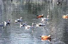 Brahminy ducks and barheaded geese enjoy a swim