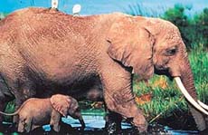 Llearning about elephants on Animal Planet