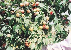 Pruning helps regulate fruiting